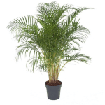 PLANT IN A BOX - DYPSIS LUTESCENS - ARECA PALMIER D'OR XXL - POT 27CM - HAUTEUR 140-150CM - VERT