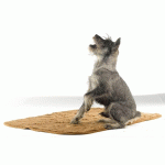 TAPIS CHIEN CHAT