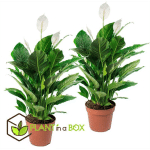 PLANT IN A BOX - SPATHIPHYLLUM LIMA 'LYS DE LA PAIX' - SET DE 2 - POT 17CM - HAUTEUR 60-75CM - BLANC
