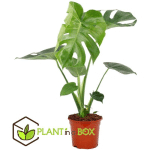PLANT IN A BOX - MONSTERA DELICIOSA - PLANTE D'APPARTEMENT - POT 17CM - HAUTEUR 50-60CM - VERT