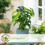 PLANT IN A BOX - SYNGONIUM WENDLANDII - PLANTE D'APPARTEMENT - ⌀12CM - HAUTEUR 20-30CM - VERT