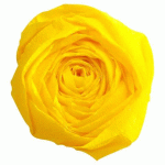 LOT DE 2 - PAPIER CRÉPON, PAQUET DE 10 FEUILLES PLIÉES 40% AU FORMAT 2X0,50M - JAUNE CITRON