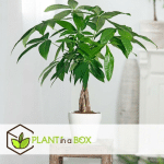 PLANT IN A BOX - MONSTERA DELICIOSA - SET DE 2 - ⌀ 17CM - HAUTEUR 50-60CM - VERT