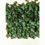 PLAQUE ARTIFICIELLE DE FEUILLES DE LIERRE JET7GARDEN