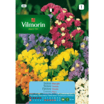 STATICE SEMENCES SINUATE FLOWERS S-1, 0.5 GR - VILMORIN