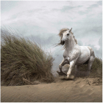 MICASIA - PAPIER PEINT INTISSÉ - CHEVAL BLANC DANS LES DUNES - MURAL CARRÉ DIMENSION: 192CM X 192CM