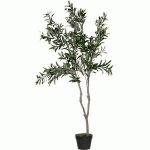 Achat - Vente Plantes d'intérieur