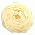 LOT DE 2 - PAPIER CRÉPON, PAQUET DE 10 FEUILLES PLIÉES 40% AU FORMAT 2X0,50M - IVOIRE