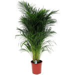 PLANT IN A BOX - DYPSIS LUTESCENS - ARECA PALMIER D'OR - POT 21CM - HAUTEUR 100-120CM - VERT