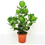 PLANT IN A BOX - CLUSIA ROSEA 'PRINCESSE' - POT 17CM - HAUTEUR 50-60CM - VERT