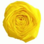 LOT DE 14 - PAPIER CRÉPON, JAUNE CITRON