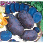 POMME DE TERRE BLEUE D'ARTOIS - LES 10 PLANTS - PLANTS DE POMME DE TERRE - FABRE GRAINES
