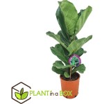 PLANT IN A BOX - FICUS LYRATA - XL FICUS LYRATA PLANTE - POT 21CM - HAUTEUR 80-100CM - VERT