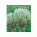 ARTICHAUT VERT DE LAON - LES 3 PLANTS LES LÉGUMES ANCIENS - FABRE GRAINES
