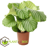 PLANT IN A BOX - CALATHEA ORBIFOLIA - PLANTE PAON - POT 21CM - HAUTEUR 55-60CM - VERT