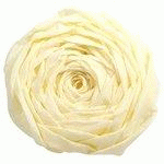 LOT DE 14 - PAPIER CRÉPON, IVOIRE