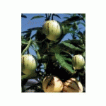 MELON POIRE PEPINO - LES 2 PLANTS EN GODET LES LÉGUMES ANCIENS - FABRE GRAINES