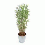 BAMBOU MULTITREE ORIENTAL