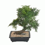 PLANTE ARTIFICIELLE D