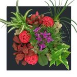 CADRE VÉGÉTAL RED RUBIN NOIR ALU DORIAN GREEN