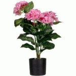 Achat - Vente Plantes d'intérieur