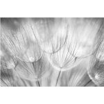 PAPIER PEINT INTISSÉ - DANDELIONS MACRO SHOT IN BLACK AND WHITE- MURAL LARGE DIMENSION HXL: 320CM X 480CM