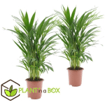 PLANT IN A BOX - DYPSIS LUTESCENS - ARECA PALMIER D'OR - SET DE 2 - POT 17CM - HAUTEUR 60-70CM - VERT