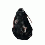 SAC HALLOWEEN AVEC RATS, AVEC BRUITAGES