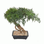 PLANTE ARTIFICIELLE D