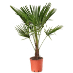 PLANT IN A BOX - TRACHYCARPUS FORTUNEI - PALMIER ÉVENTAIL - POT 21CM - HAUTEUR 65-75CM - VERT