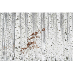 PAPIER PEINT INTISSÉ PREMIUM - BOULEAUX EN AUTOMNE - MURAL FORMAT PAYSAGE DIMENSION: 190CM X 288CM