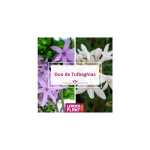 LEADERPLANTCOM - DUO TULBAGHIA : 6 PLANTS DE 2 COULEURS DIFFÉRENTES